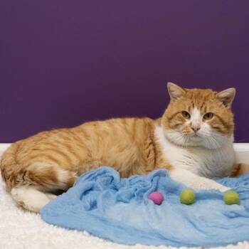 Domestic Short Hair Cats Available for Adoption - Clawhauser | PetCurious