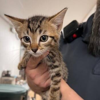 BITS-30682 -  Domestic Short Hair Cat for Adoption in Memphis, Tennessee - BITS-30682 | PetCurious