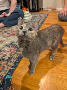 Sally -  Domestic Short Hair Cat Available for Adoption in Fairfax, Virginia - Sally | PetCurious