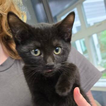 Sherb -  Domestic Short Hair Cat for Adoption in Kennebunk, Maine - Sherb | PetCurious