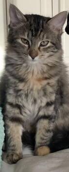 Domestic Medium Hair Cats Available for Adoption - Stella | PetCurious