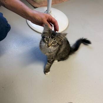 Sparkler -  Domestic Long Hair Cat for Adoption in Driggs, Idaho - Sparkler | PetCurious