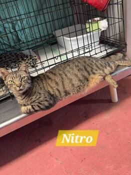 Nitro -  Domestic Short Hair Cat for Adoption in Spring Hill, Florida - Nitro | PetCurious