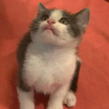 Domestic Short Hair Cats Available for Adoption in Pasadena, California - Sam | PetCurious