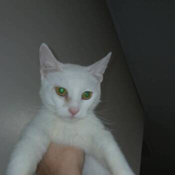Alani -  Domestic Short Hair Cat for Adoption in Gainesville, Florida - Alani | PetCurious