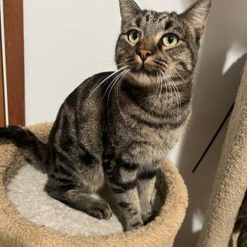 Rescue Domestic Short Hair Cats for Adoption in Rio Linda, California - Benji | PetCurious
