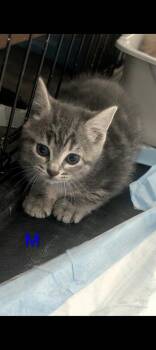 Blackberry -  Domestic Short Hair Cat for Adoption in Metamora, Illinois - Blackberry | PetCurious