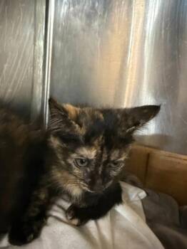 Sparrow -  Domestic Short Hair Cat for Adoption in Sevierville, Tennessee - Sparrow | PetCurious