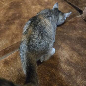 Rara -  Domestic Short Hair Cat for Adoption in San Antonio, Texas - Rara | PetCurious