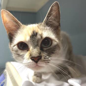 Rice Pudding -  Domestic Short Hair Cat for Adoption in Chattanooga, Tennessee - Rice Pudding | PetCurious