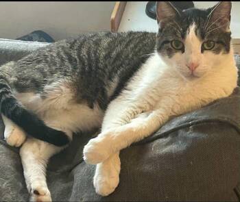 Rescue Domestic Short Hair Cats for Adoption in Woodmere, New York - Cappy | PetCurious