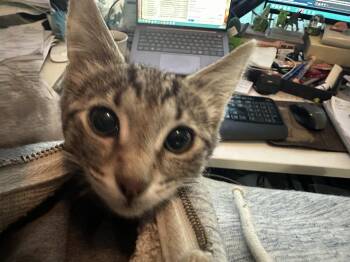 Louie -  Domestic Short Hair Cat for Adoption in Wilmington, North Carolina - Louie | PetCurious