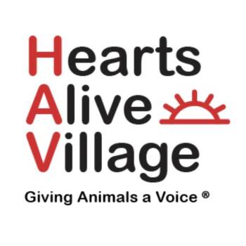 Domestic Short Hair Cats Available for Adoption in Las Vegas, Nevada - Fred 53719 | PetCurious