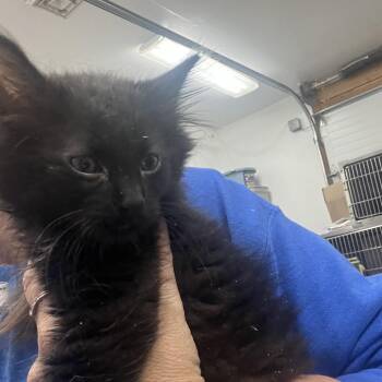 Mikey -  Domestic Medium Hair Cat for Adoption in Idaho Falls, Idaho - Mikey | PetCurious