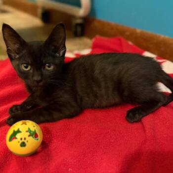 Harlow -  Domestic Medium Hair Cat for Adoption in Saint Joseph, Missouri - Harlow | PetCurious
