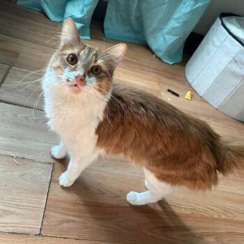 Domestic Short Hair Cats Available for Adoption - Ember | PetCurious