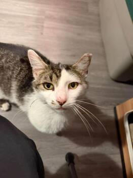 Duc Duc -  Domestic Short Hair Cat for Adoption in Cleveland, Ohio - Duc Duc | PetCurious