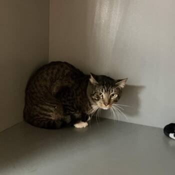 Tsunami -  Domestic Short Hair Cat for Adoption in Newberg, Oregon - Tsunami | PetCurious