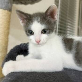 Rescue Domestic Short Hair Cats for Adoption in San Antonio, Texas - Charlie | PetCurious