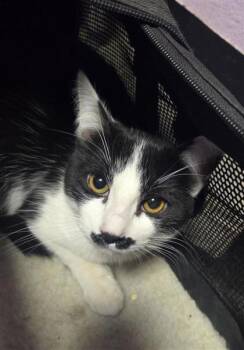 Domestic Medium Hair Cats Available for Adoption - 60554385 | PetCurious