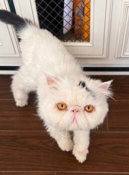 BENJI -  Persian Cat for Adoption in Kenosha, Wisconsin - BENJI | PetCurious