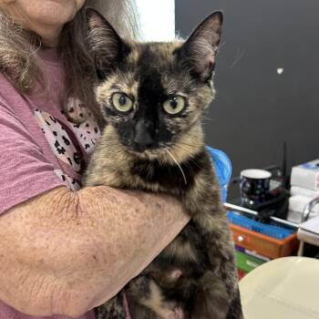 Mamacita -  Domestic Short Hair Cat for Adoption in Livingston, Texas - Mamacita | PetCurious