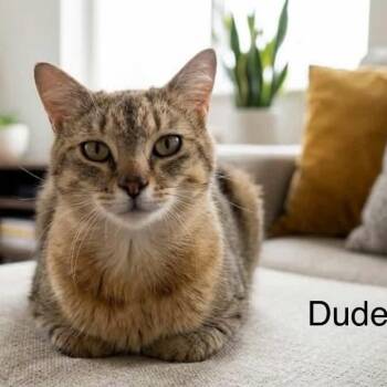 Tabby Cats Available for Adoption in Wyandotte, Michigan - Dude | PetCurious