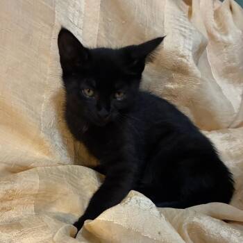 Clue -  American Shorthair Cat for Adoption in Newberg, Oregon - Clue | PetCurious