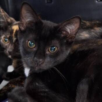 Jolly -  Domestic Short Hair Cat for Adoption in Montgomery, Alabama - Jolly | PetCurious