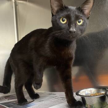 Rescue Domestic Short Hair Cats for Adoption in Auburn, Alabama - Kaz | PetCurious