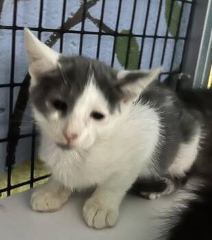 Fester -  Domestic Short Hair Cat for Adoption - Fester | PetCurious