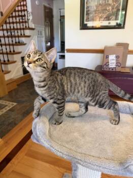 Zecora -  Tabby Cat for Adoption in Cary, North Carolina - Zecora | PetCurious