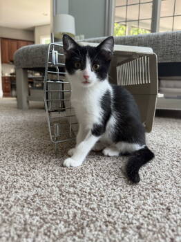 Rescue Domestic Short Hair Cats for Adoption in Reston, Virginia - Ms. Fancy | PetCurious