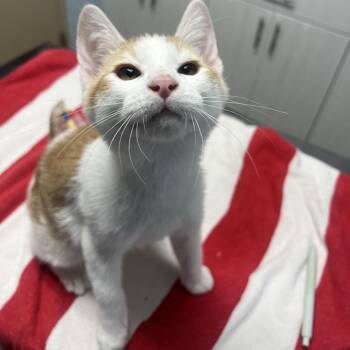 Domestic Short Hair Cats Available for Adoption - Stuart Little | PetCurious