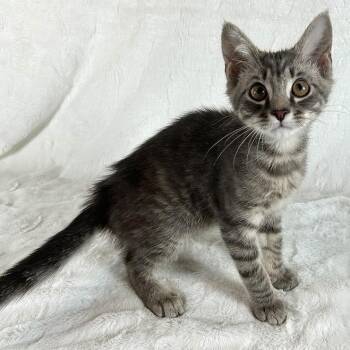 Appa -  Domestic Short Hair Cat for Adoption in Johnson City, Tennessee - Appa | PetCurious