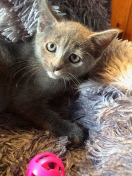 Rescue Domestic Short Hair Cats for Adoption in Columbus, Minnesota - Sheila | PetCurious