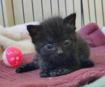 Domestic Short Hair Cats Available for Adoption in Virginia Beach, Virginia - Hobbes | PetCurious