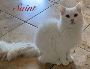 Domestic Medium Hair Cats Available for Adoption in Longwood, Florida - Saint | PetCurious