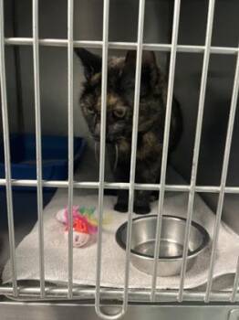 Domestic Short Hair Cats Available for Adoption - Turtle | PetCurious