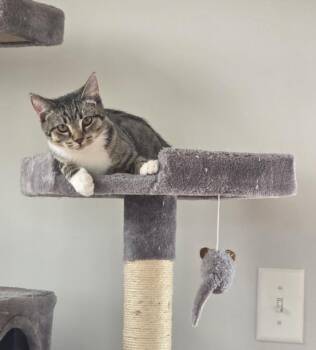 Domestic Short Hair Cats Available for Adoption - PUMPKIN SPICE LATTE | PetCurious