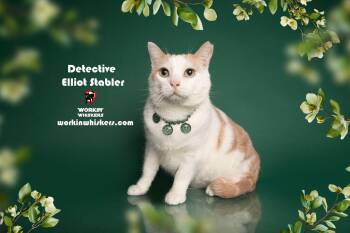 Rescue Domestic Short Hair and Tabby Cats for Adoption in Hemet, California - DETECTIVE ELLIOT STABLER | PetCurious
