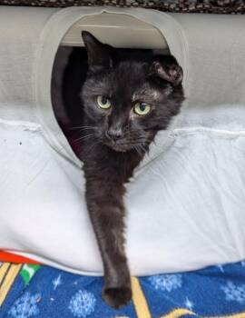 Rescue Domestic Short Hair Cats for Adoption in Mount Vernon, Ohio - Baby Sasha | PetCurious
