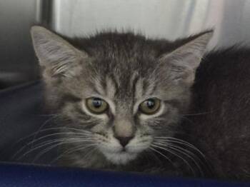 Crunchwrap Supreme -  Domestic Short Hair Cat for Adoption in Portland, Oregon - Crunchwrap Supreme | PetCurious