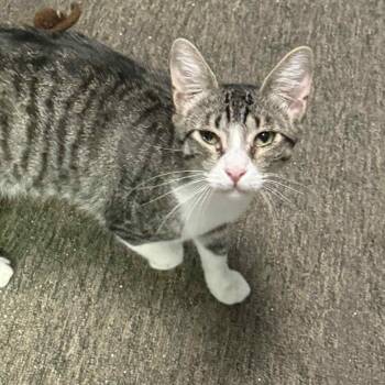 Rescue Tabby and Domestic Short Hair Cats for Adoption in Antioch, California - Eddie | PetCurious