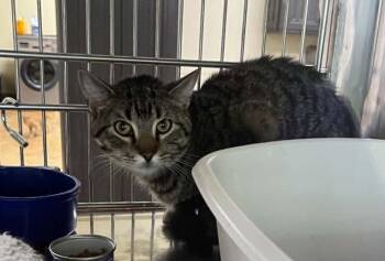Nike -  Tiger and Domestic Short Hair Cat for Adoption in Austin, Minnesota - Nike | PetCurious