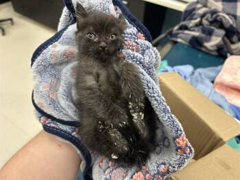 GUMMY -  Domestic Short Hair Cat for Adoption in Rowlett, Texas - GUMMY | PetCurious