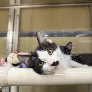 Domino -  Domestic Short Hair Cat for Adoption in Spokane, Washington - Domino | PetCurious