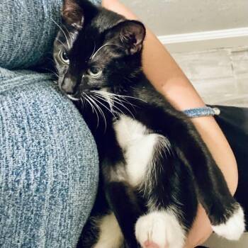 Nala Se 17 -  Domestic Short Hair Cat for Adoption in Austin, Texas - Nala Se 17 | PetCurious