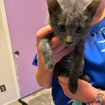 Babette -  Domestic Short Hair Cat for Adoption in League City, Texas - Babette | PetCurious