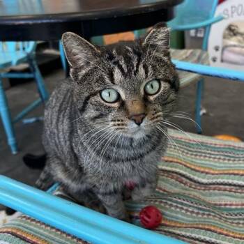 Tabby Cats Available for Adoption - Meatball | PetCurious
